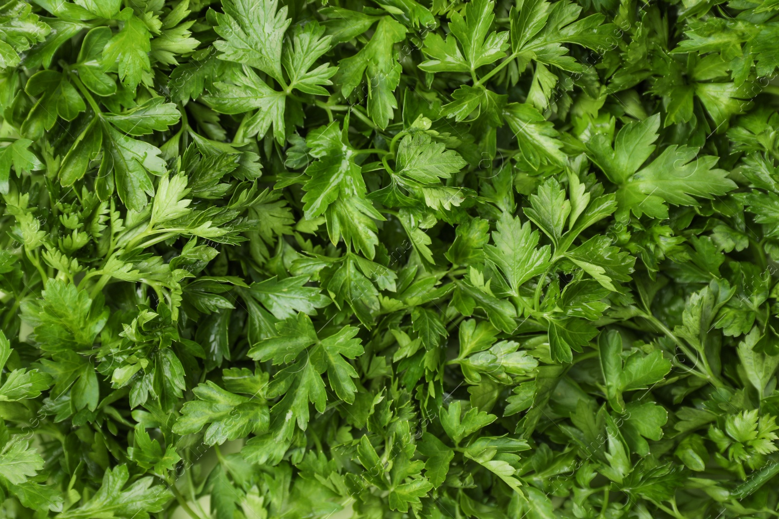 Photo of Fresh green parsley leaves as background, closeup