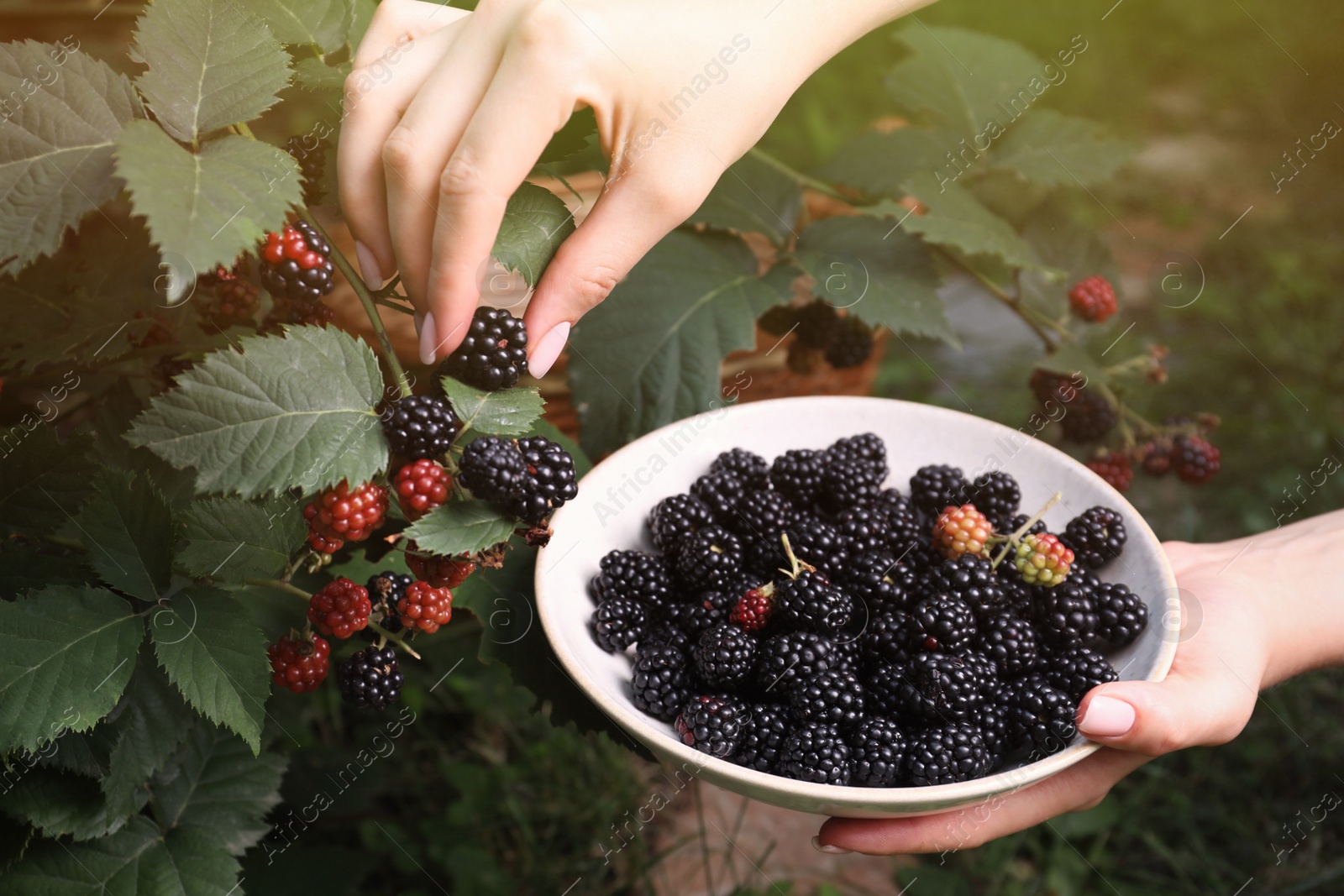 Photo of Woman gathering ripe blackberries into bowl in garden, closeup