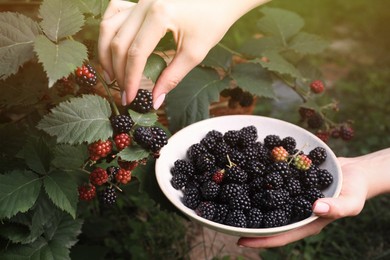 Photo of Woman gathering ripe blackberries into bowl in garden, closeup