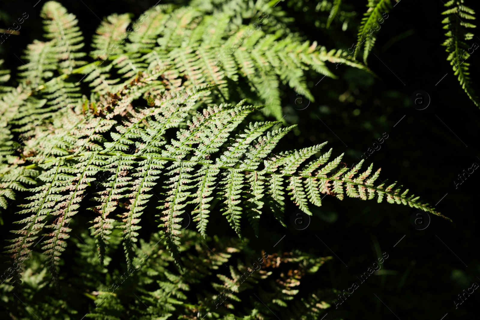 Photo of Beautiful fern plant with lush leaves in forest, closeup