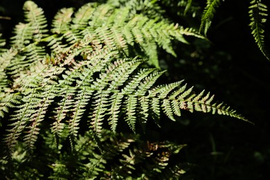 Beautiful fern plant with lush leaves in forest, closeup