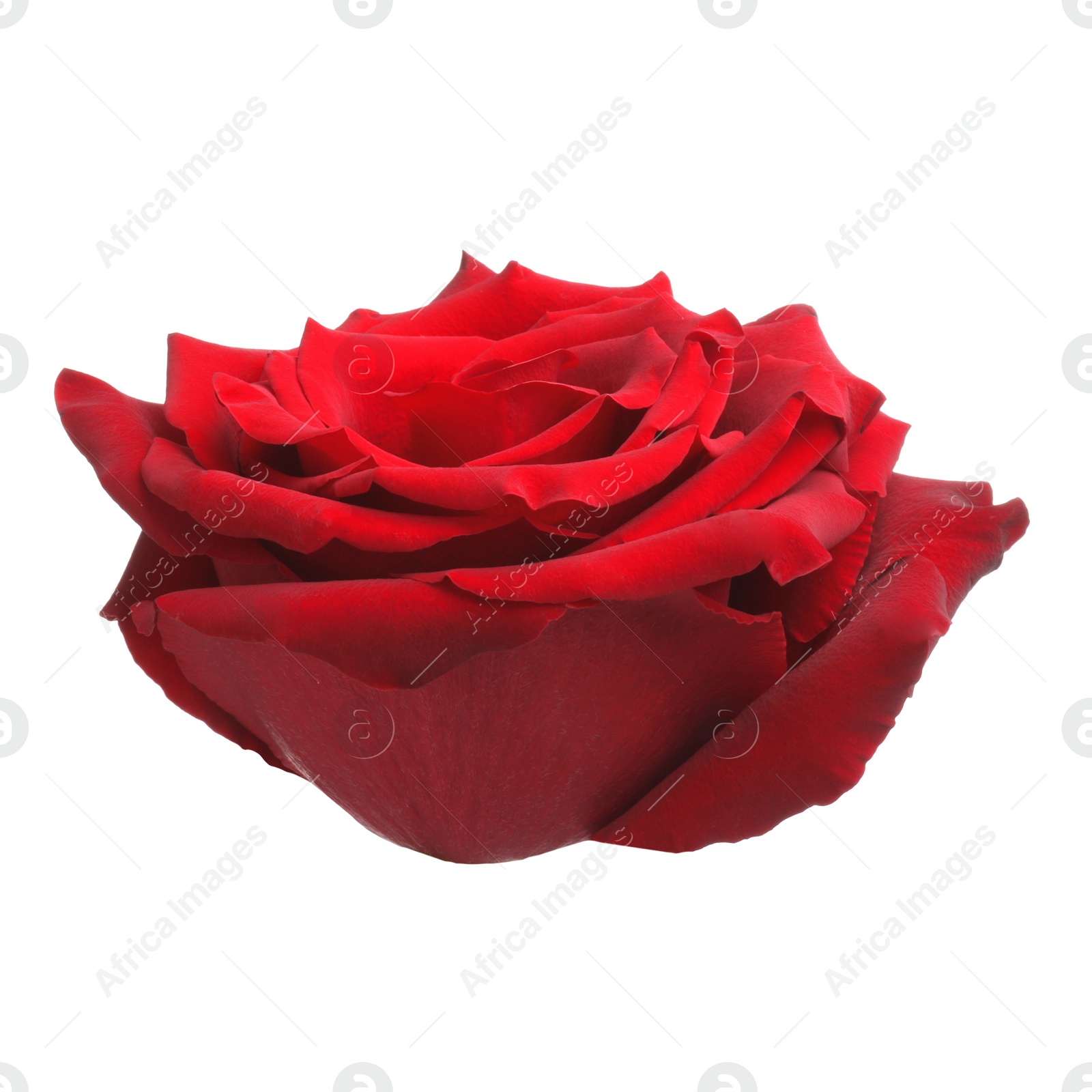 Photo of Beautiful fresh red rose isolated on white