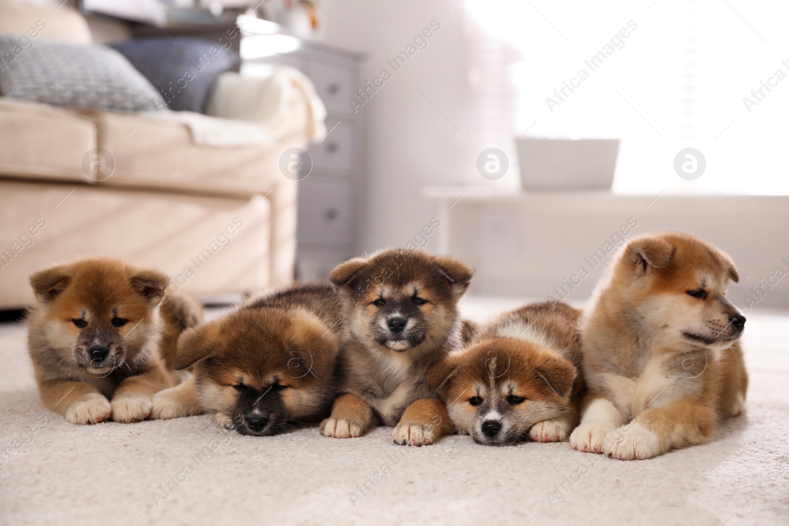 Photo of Adorable Akita Inu puppies on carpet indoors