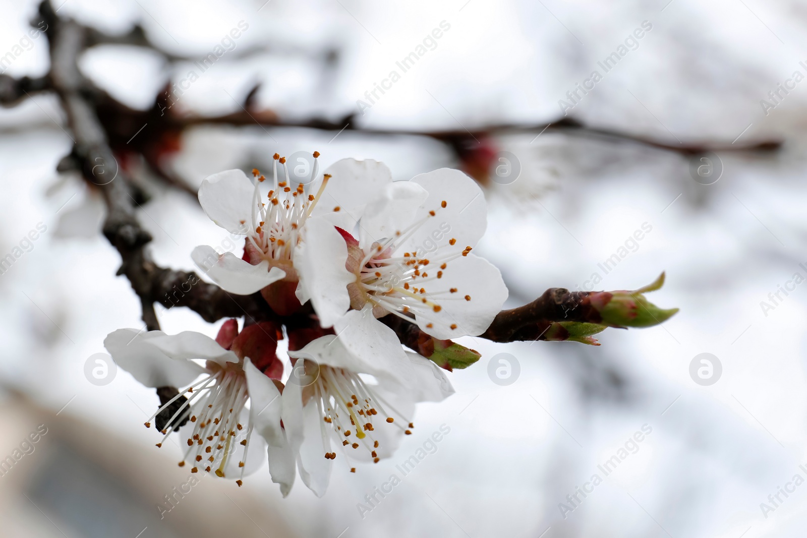 Photo of Branch of beautiful blossoming apricot tree outdoors, closeup. Spring season