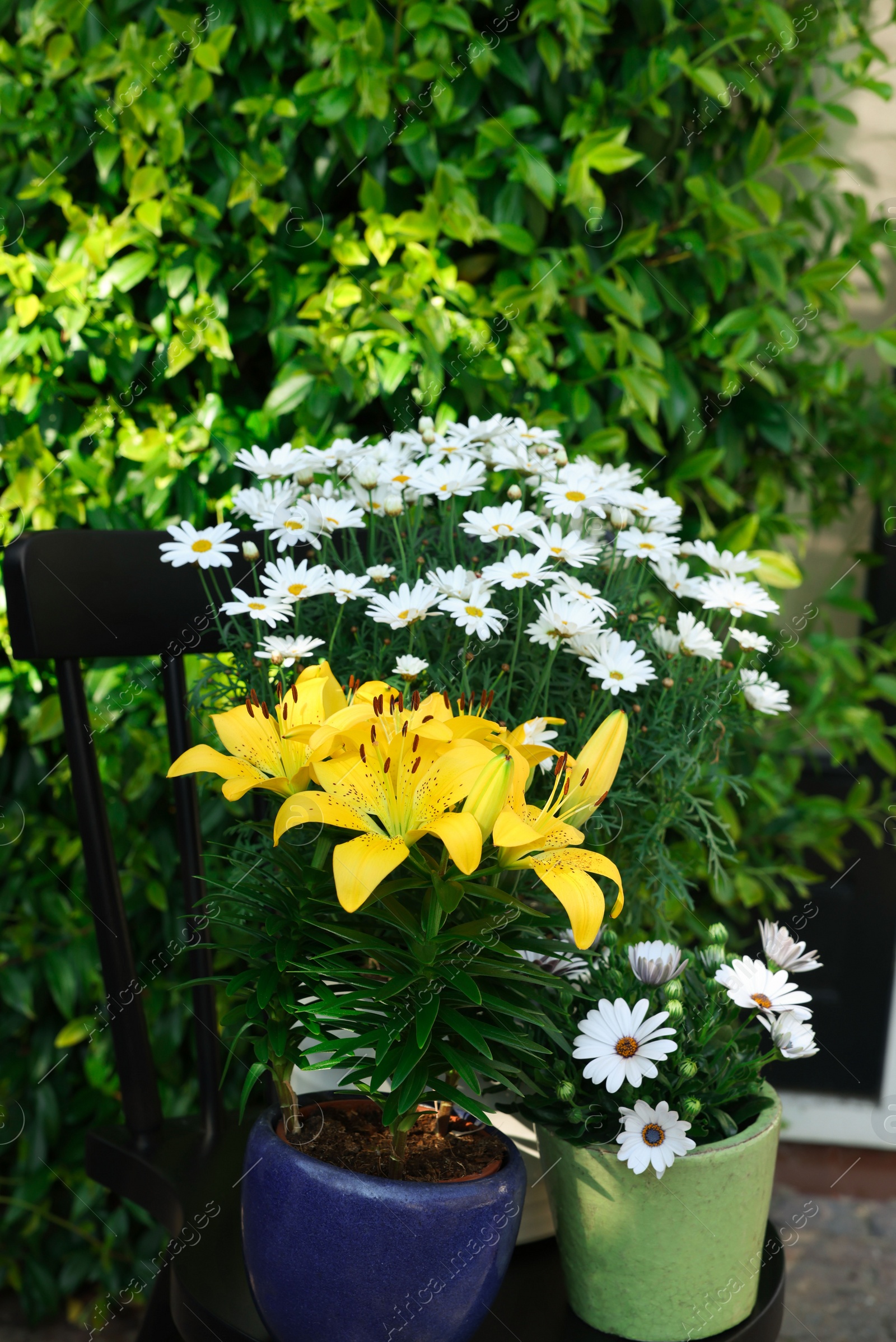 Photo of Beautiful blooming plants in flowerpots on black chair outdoors