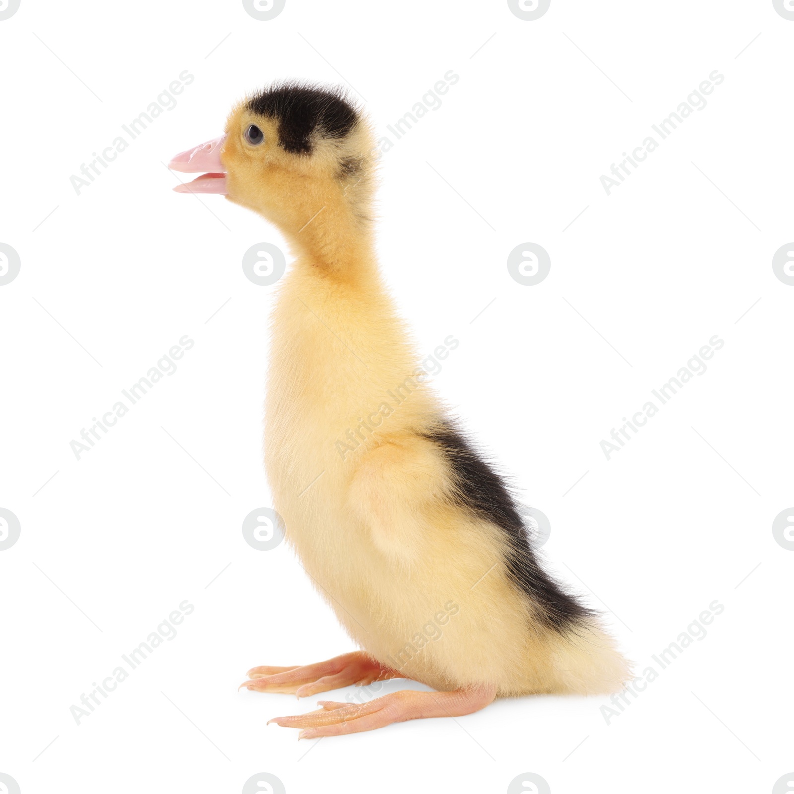 Photo of Baby animal. Cute fluffy duckling on white background