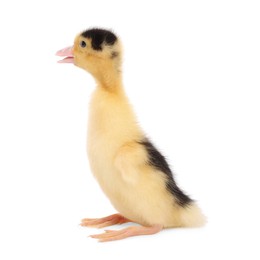 Photo of Baby animal. Cute fluffy duckling on white background