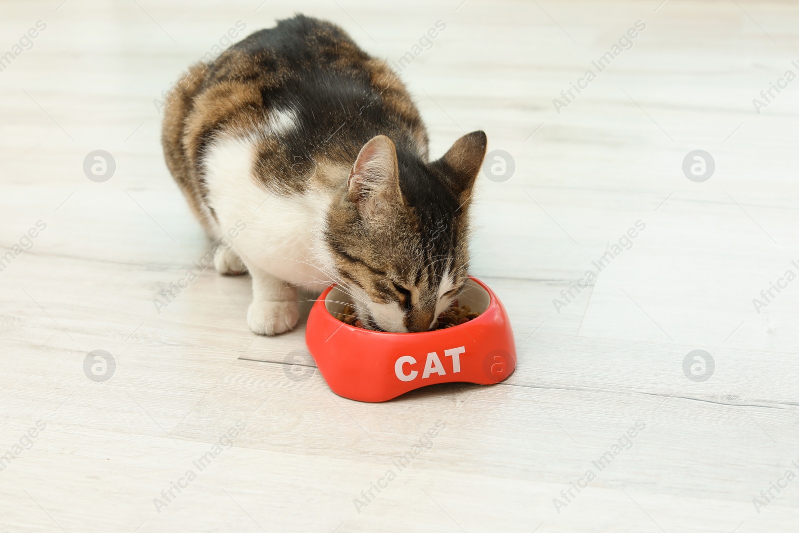 Photo of Cute cat eating dry food from bowl on floor at home