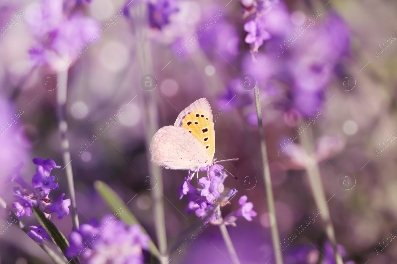 Photo of Beautiful butterfly in lavender field on sunny day, closeup