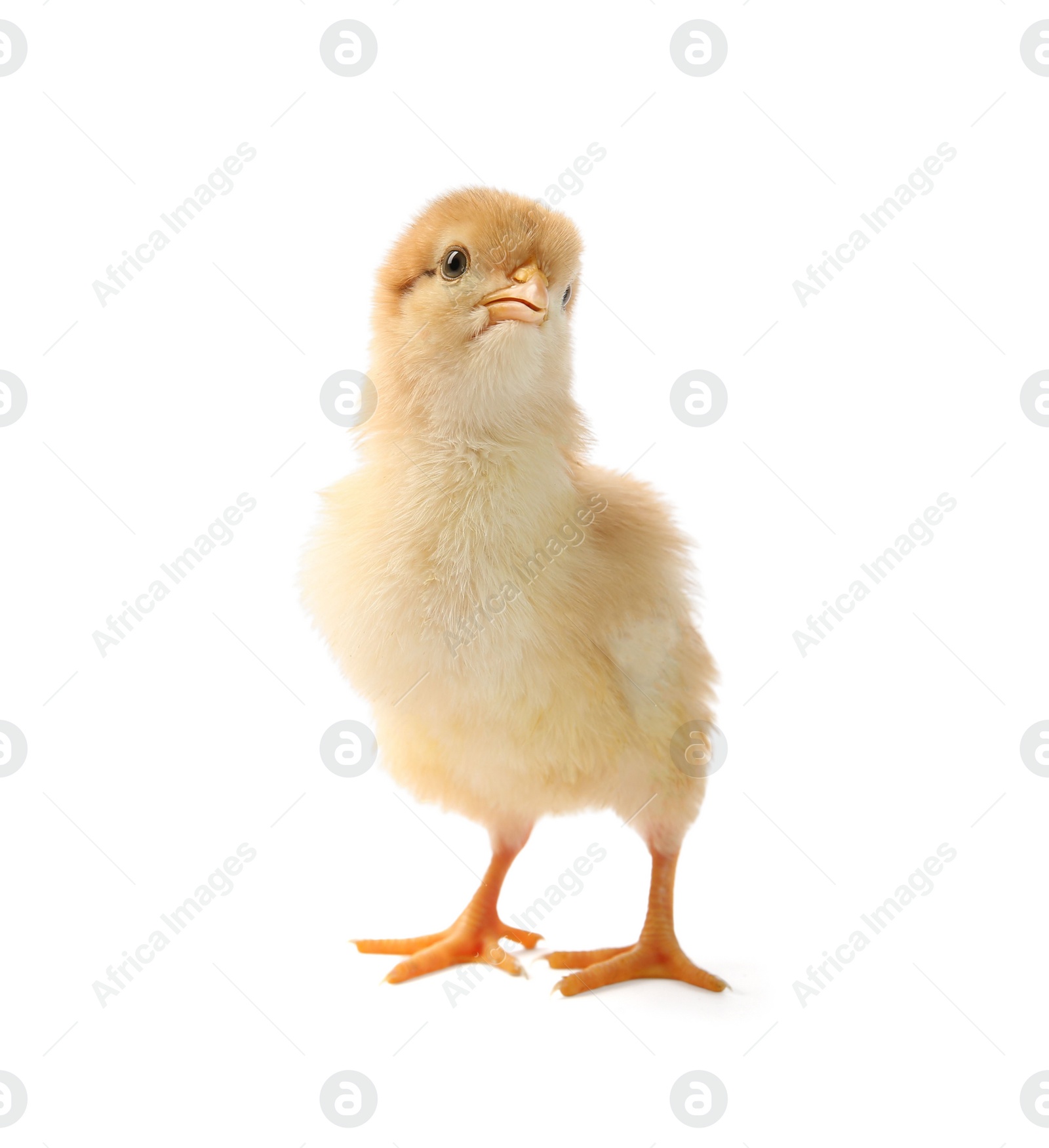 Photo of One cute chick isolated on white. Baby animal