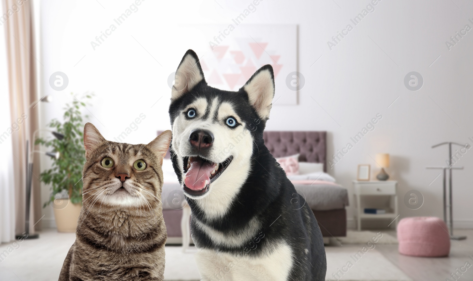 Image of Cute cat and dog in room. Pet friendly hotel 