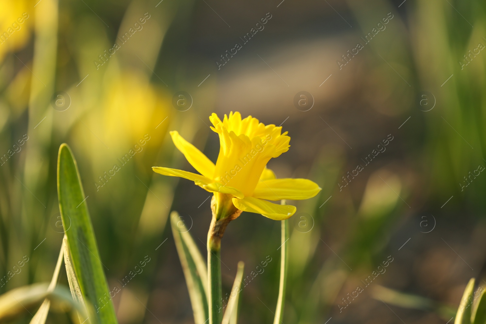 Photo of Fresh beautiful narcissus flower in field on sunny day, selective focus with space for text