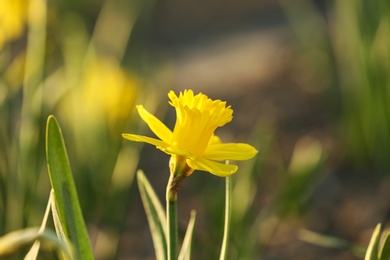 Photo of Fresh beautiful narcissus flower in field on sunny day, selective focus with space for text