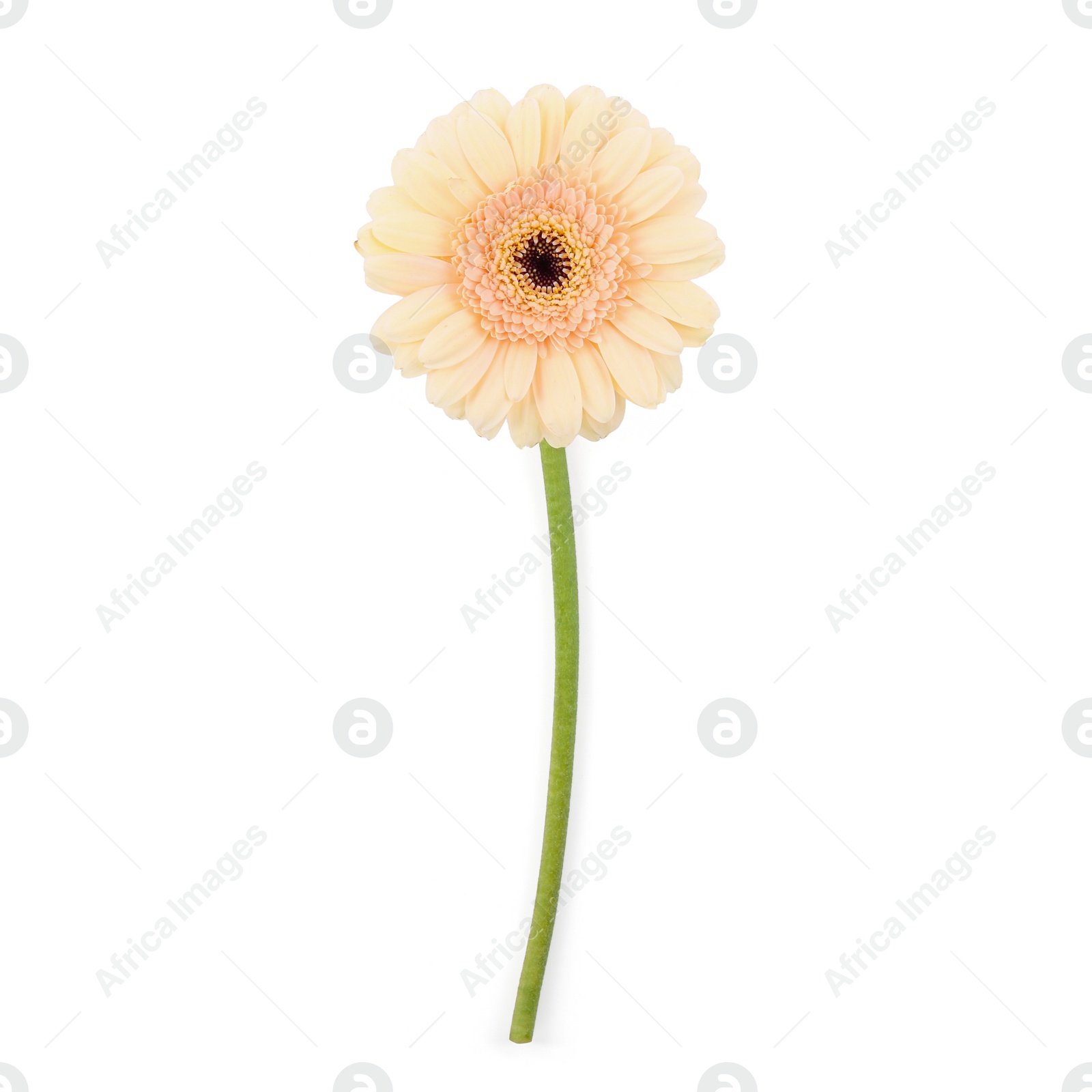 Photo of One beautiful tender gerbera flower isolated on white, top view