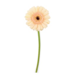 Photo of One beautiful tender gerbera flower isolated on white, top view