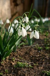 Beautiful blooming snowdrops growing outdoors. Spring flowers