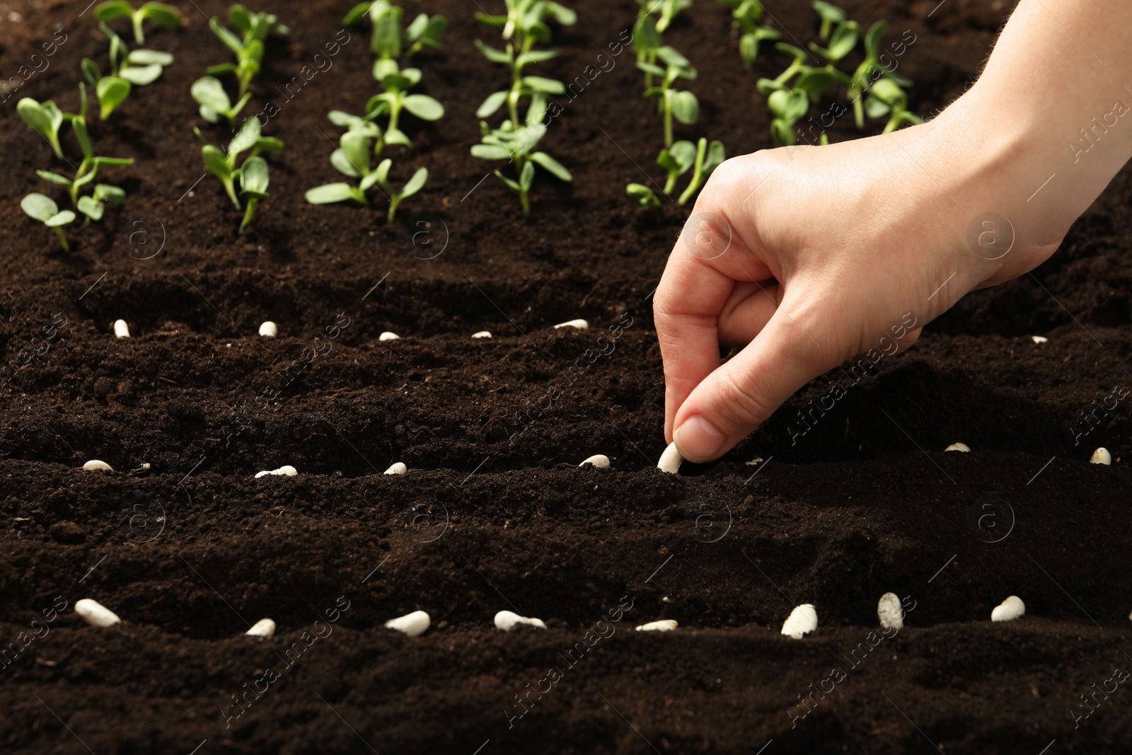 Photo of Woman planting beans into fertile soil, closeup. Vegetable seeds