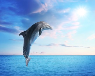 Image of Beautiful bottlenose dolphin jumping out of sea with clear blue water on sunny day 