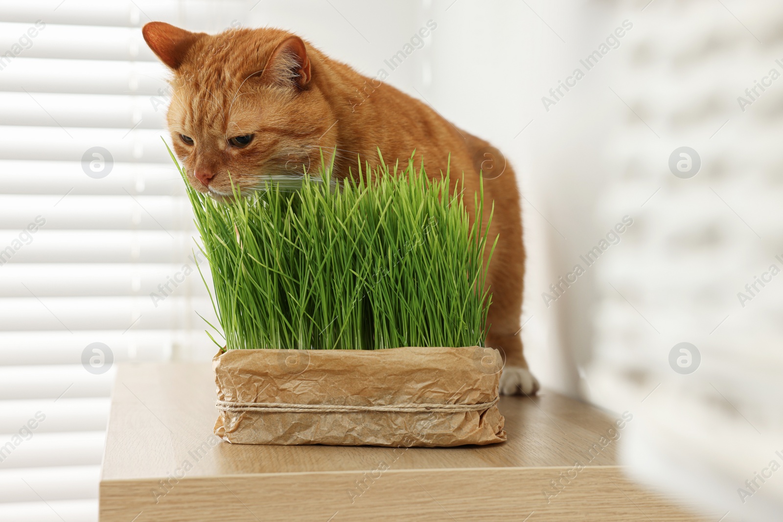 Photo of Cute ginger cat near potted green grass on wooden table indoors