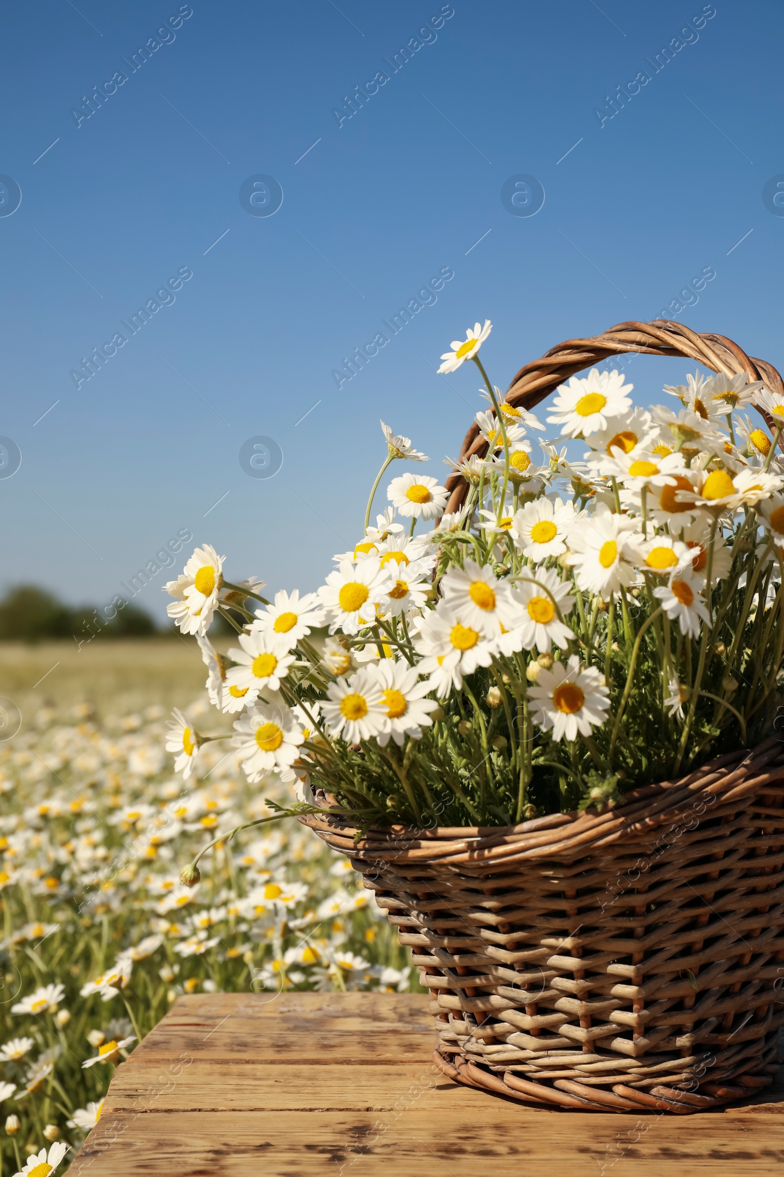 Photo of Basket with beautiful chamomiles on wooden table in field