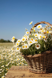 Photo of Basket with beautiful chamomiles on wooden table in field