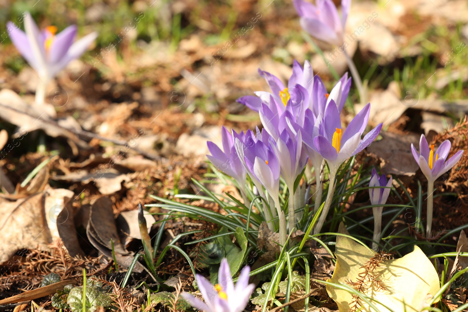 Photo of Many beautiful violet crocus flowers growing outdoors