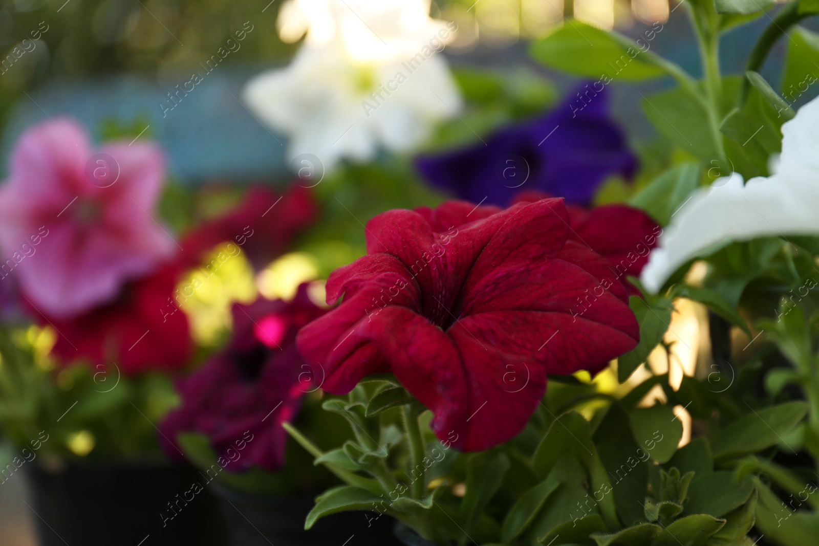 Photo of Beautiful petunia flowers outdoors on spring day, closeup