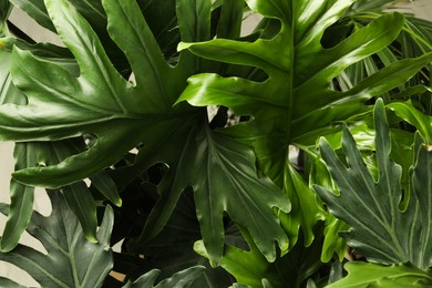 Photo of Monstera with lush leaves, closeup. Tropical plant