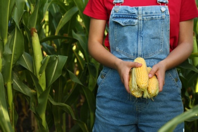 Woman holding fresh ripe corn on field, closeup
