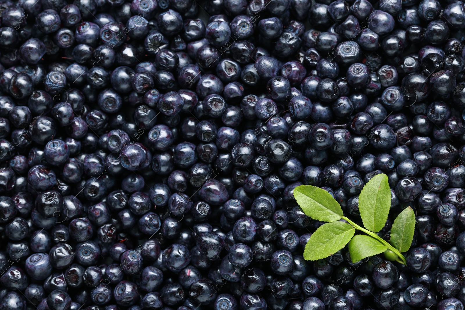 Photo of Many tasty fresh bilberries with green leaves as background, top view