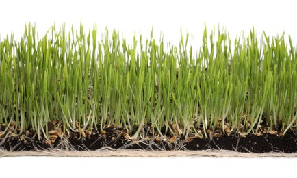 Photo of Soil with lush green wheatgrass on white background