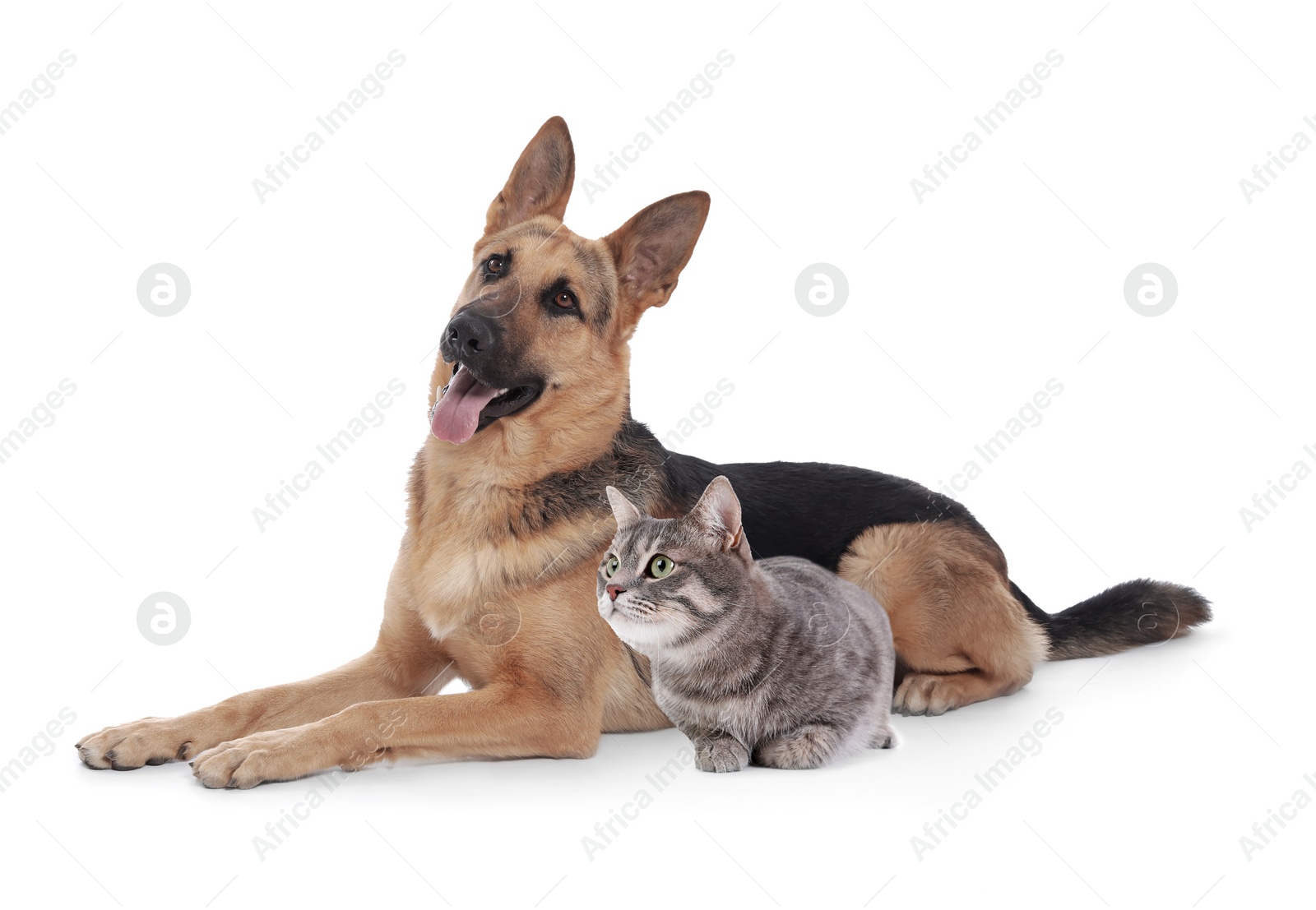 Image of Cute cat and dog on white background. Animal friendship