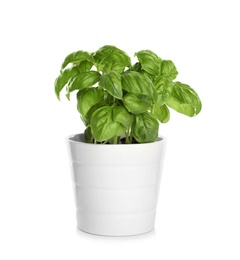 Pot with fresh green basil on white background