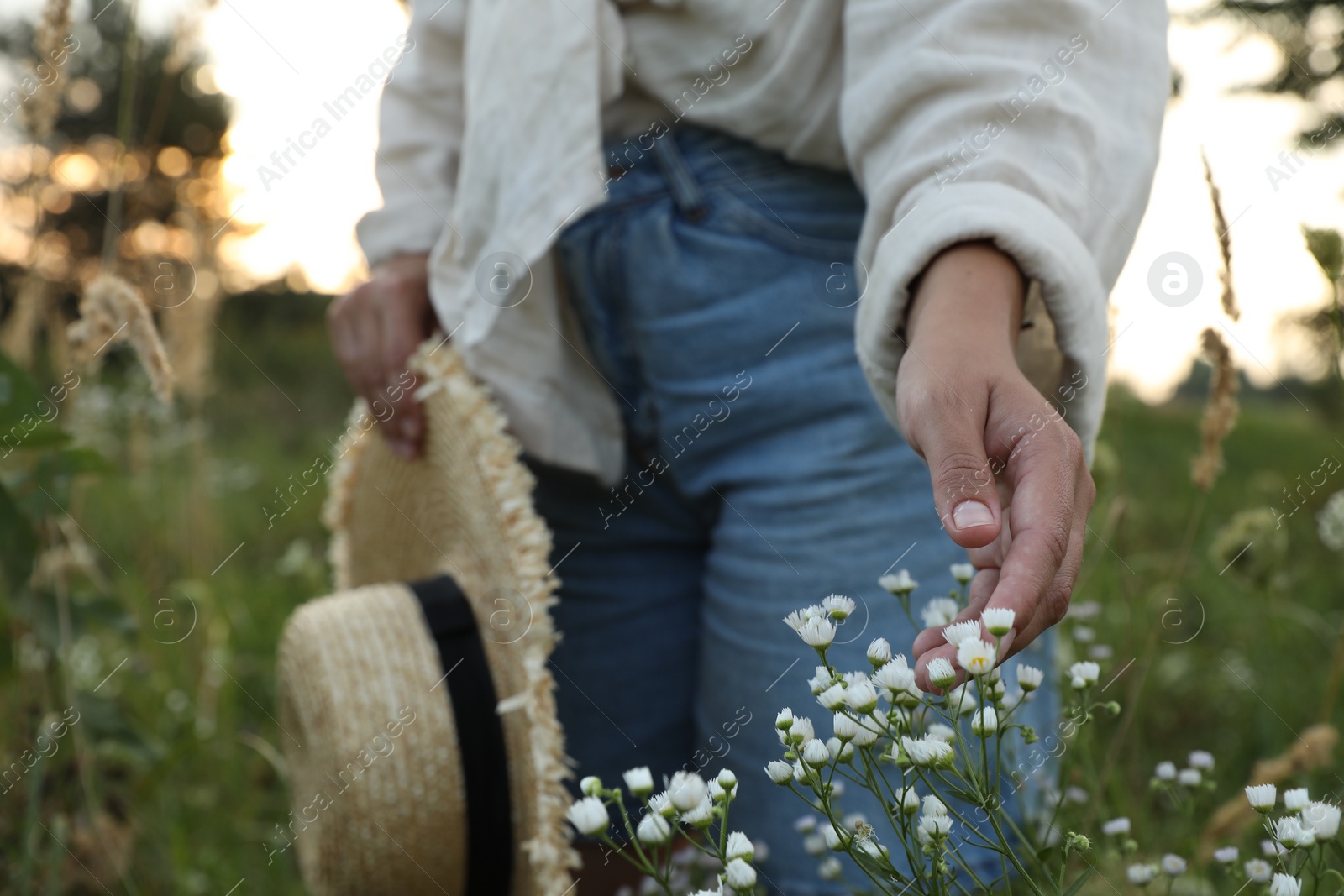 Photo of Woman walking through meadow and touching beautiful white flowers outdoors, closeup