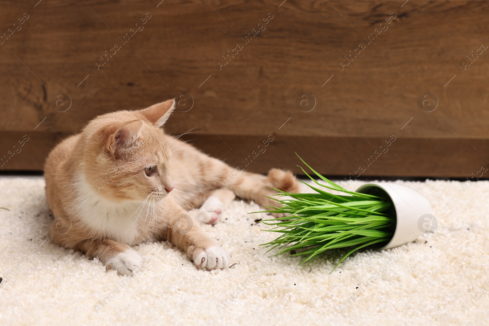 Photo of Cute ginger cat near overturned houseplant on carpet at home