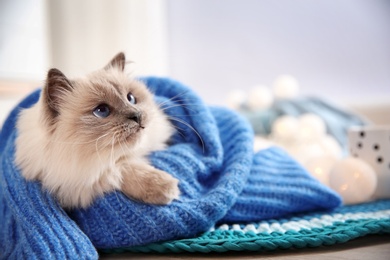 Photo of Cute cat wrapped in knitted sweater lying on floor at home. Warm and cozy winter