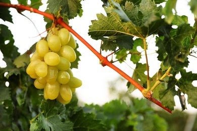 Fresh ripe juicy grapes growing in vineyard