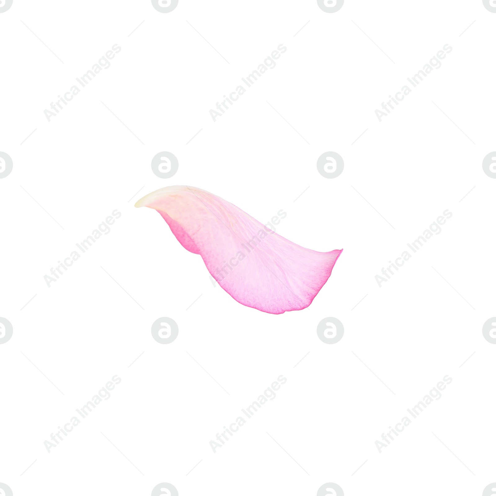 Photo of Tender pink rose petal isolated on white