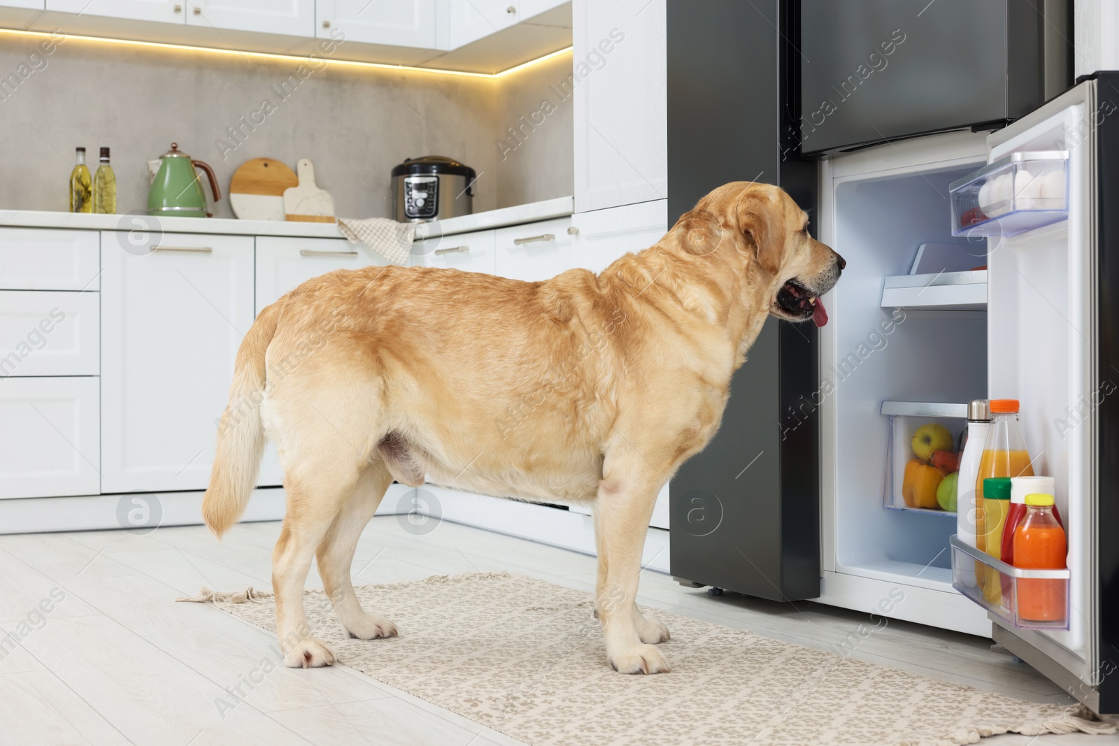 Photo of Cute Labrador Retriever seeking for food in kitchen refrigerator