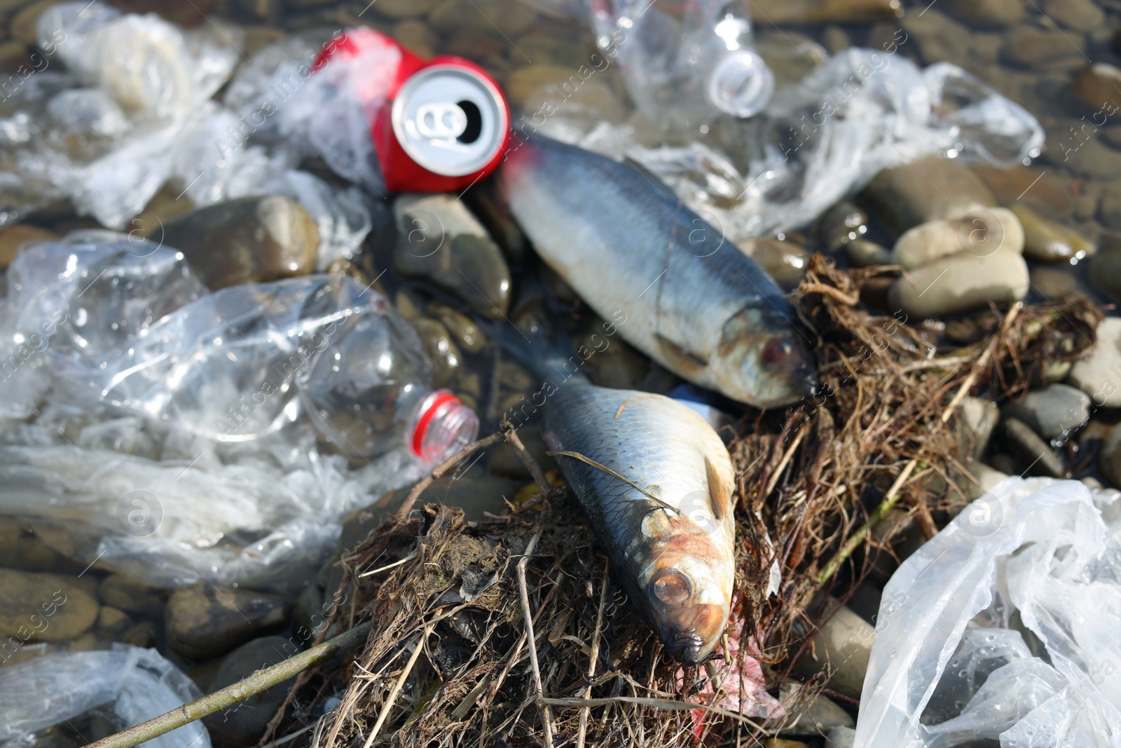 Photo of Dead fishes among trash near river. Environmental pollution concept