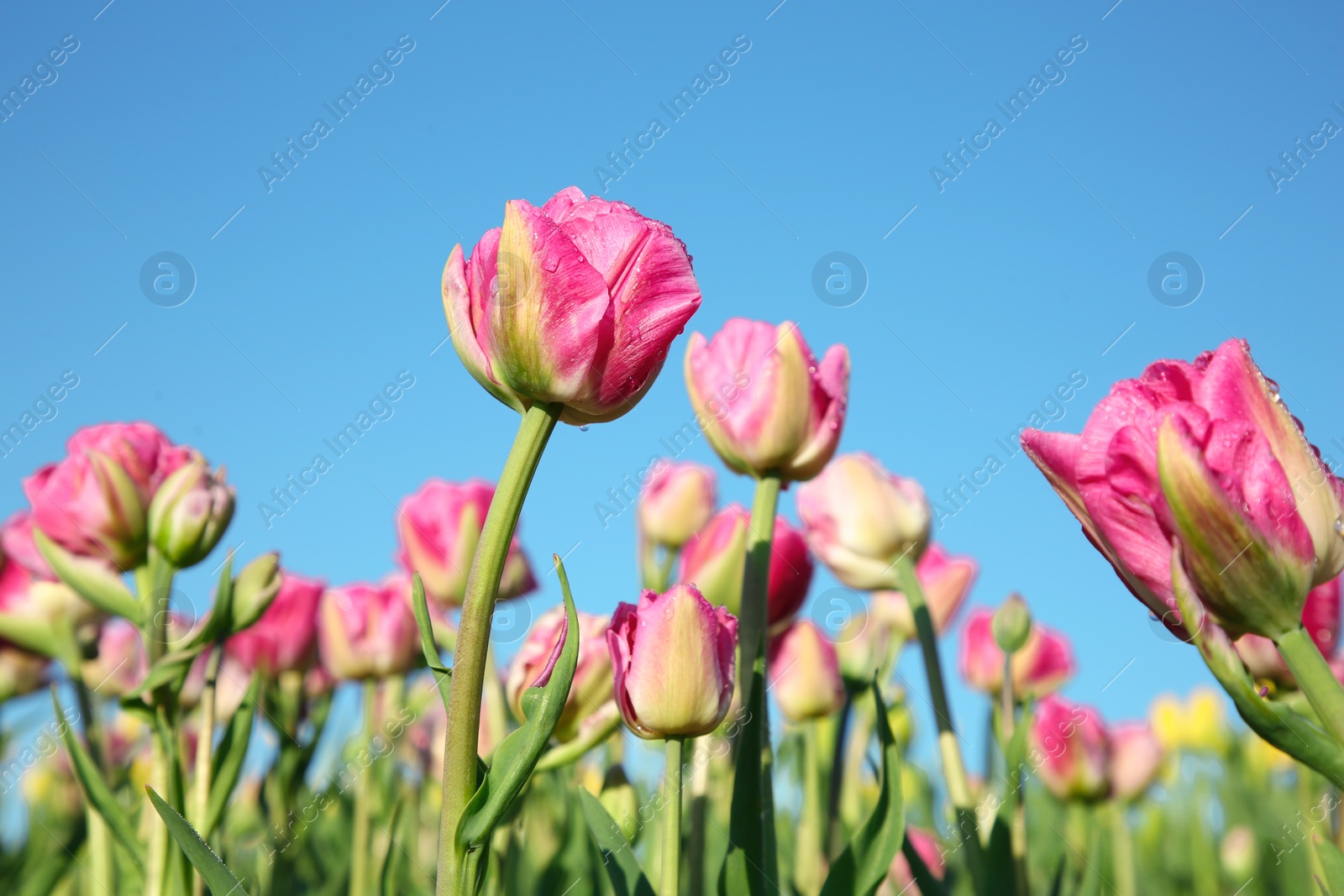 Photo of Beautiful pink tulip flowers growing in field on sunny day, closeup