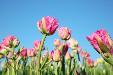 Beautiful pink tulip flowers growing in field on sunny day, closeup
