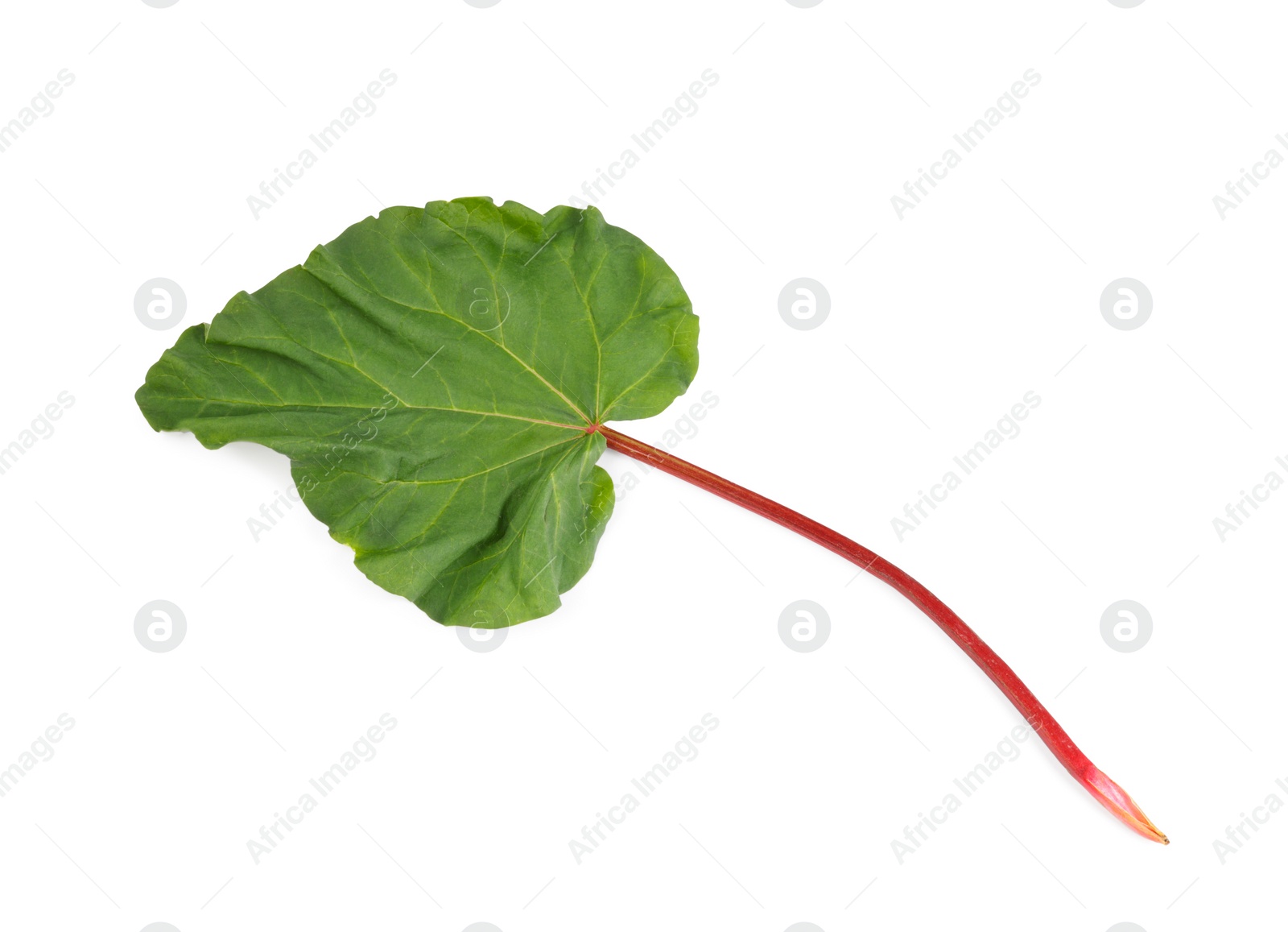 Photo of Fresh rhubarb stalk with leaf isolated on white, top view