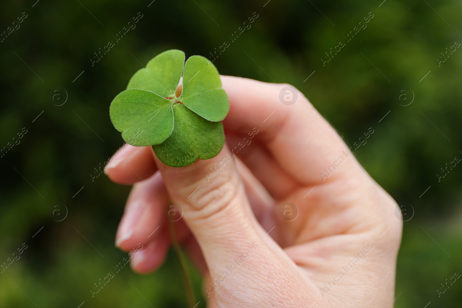 Photo of Woman holding beautiful green four leaf clover outdoors, closeup