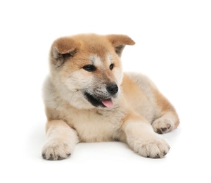 Photo of Adorable Akita Inu puppy on white background