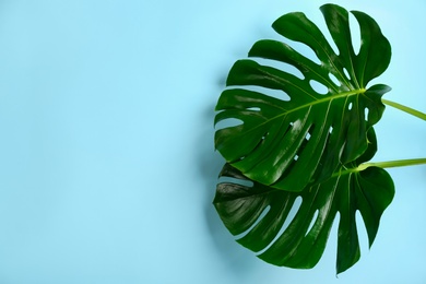 Beautiful monstera leaves on light blue background, space for text. Tropical plant