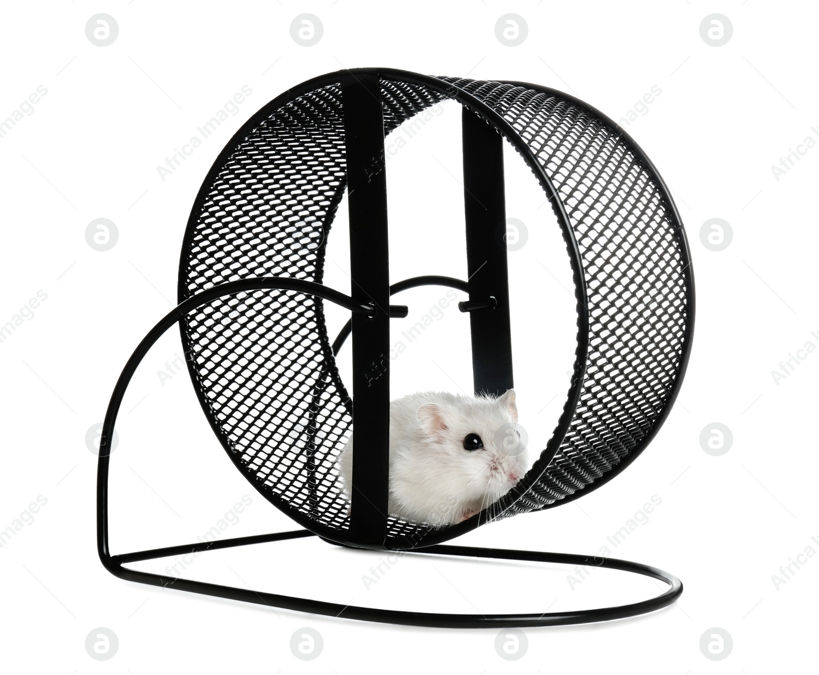 Photo of Cute funny hamster running in black wheel on white background