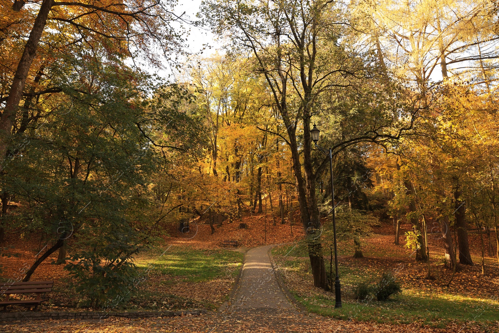 Photo of Beautiful yellowed trees and fallen leaves in park on sunny day
