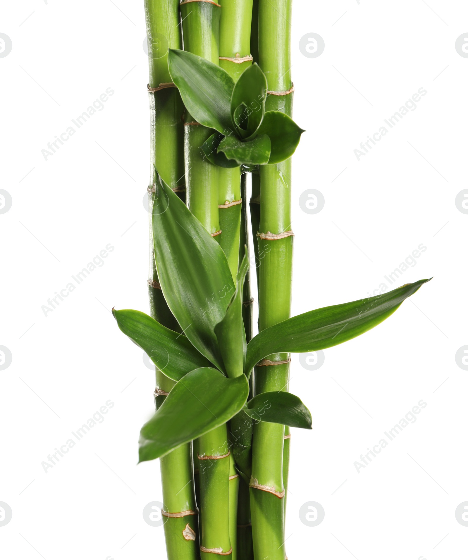 Photo of Green bamboo stems with leaves on white background