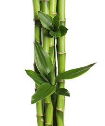 Photo of Green bamboo stems with leaves on white background